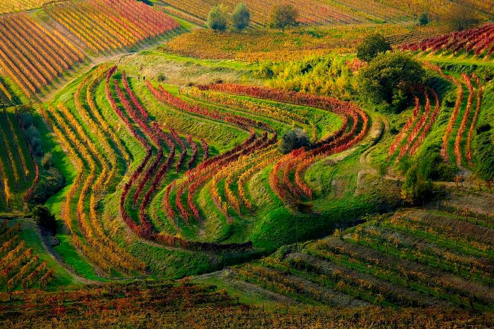 Autunno nei vigneti